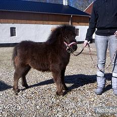 Shetlænder Ejstrups Mirakel