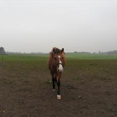 Anden særlig race ronja