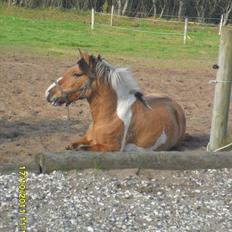 Anden særlig race Mulle