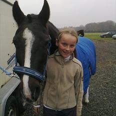 Welsh Pony af Cob-type (sec C) Gribsvads Leading Bruni