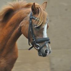 Anden særlig race Alice in Wonderland