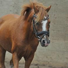 Anden særlig race Alice in Wonderland