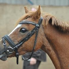 Anden særlig race Alice in Wonderland