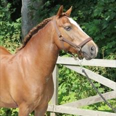 Anden særlig race Tim. <3(red :-'( )