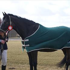 Anden særlig race Teddy