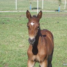 Dansk Varmblod Bakkens Chiquita (Baby)