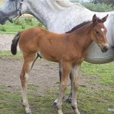 Dansk Varmblod Bakkens Chiquita (Baby)