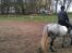 Fell pony Lundesdale Paddy
