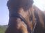 Dansk Varmblod Bellini - Miss U!<3