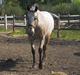 Appaloosa Eponas Brite Dream