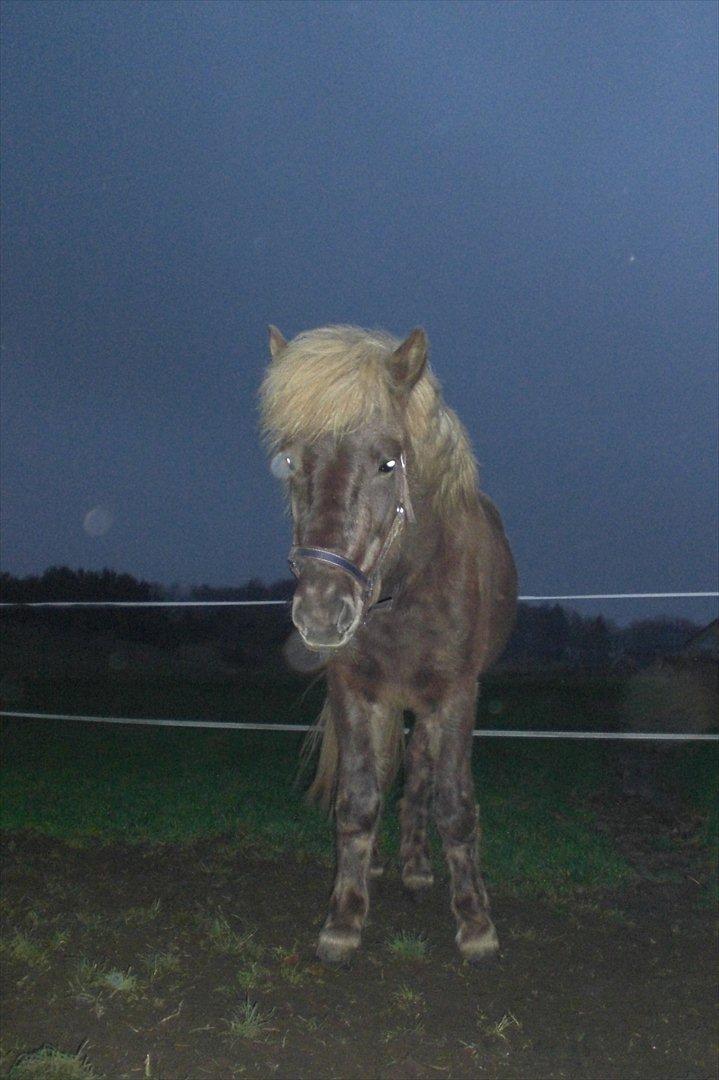 Islænder Askur fra Kapelhus SOLGT billede 4