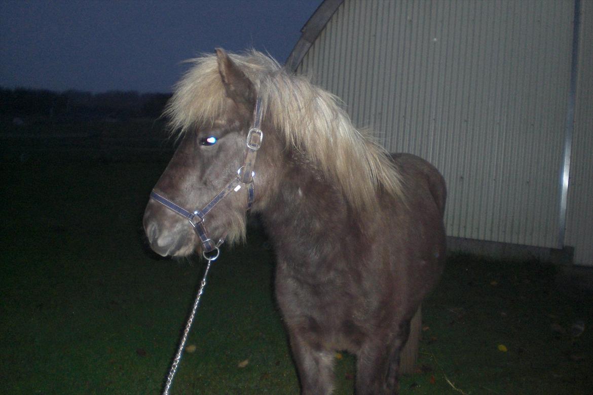 Islænder Askur fra Kapelhus SOLGT billede 5