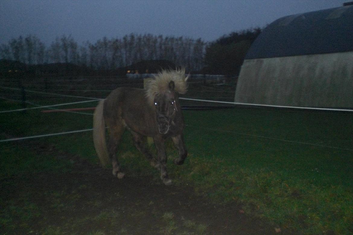 Islænder Askur fra Kapelhus SOLGT billede 6