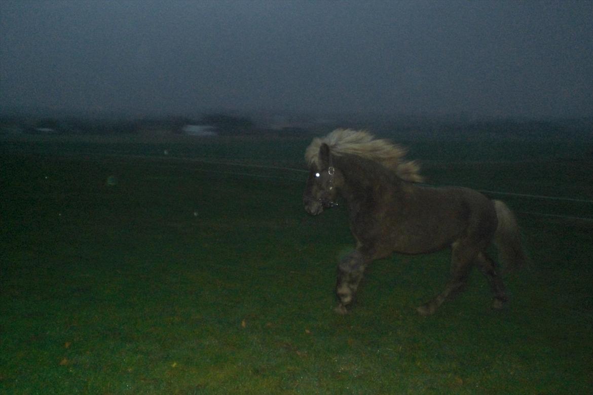 Islænder Askur fra Kapelhus SOLGT billede 7