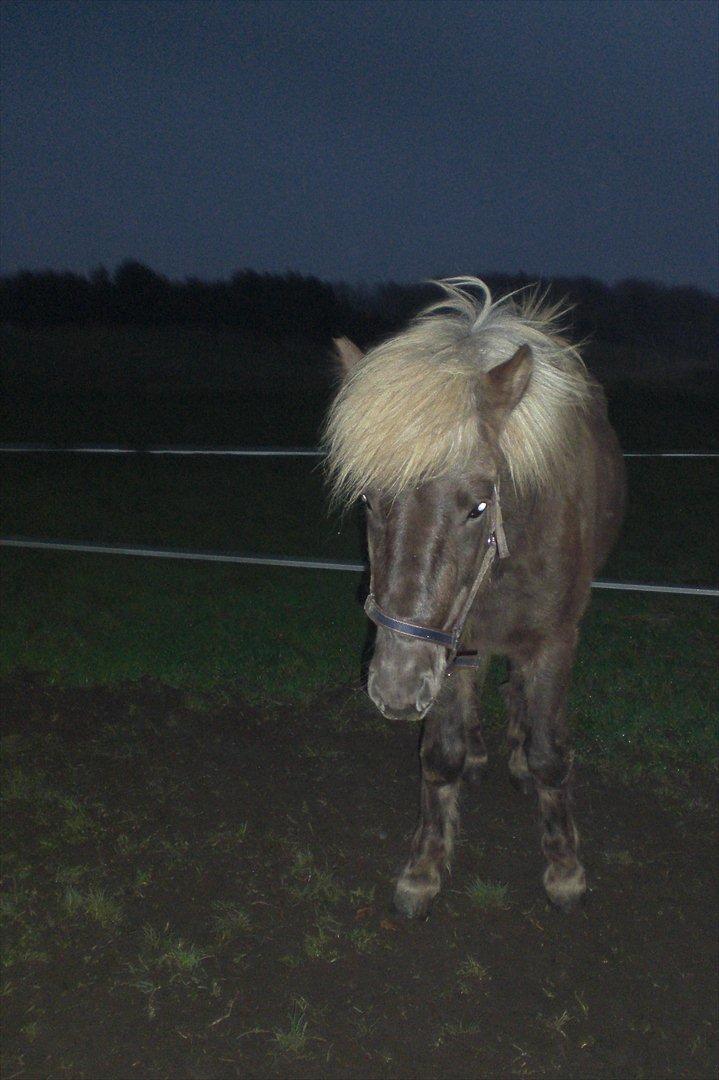 Islænder Askur fra Kapelhus SOLGT billede 8