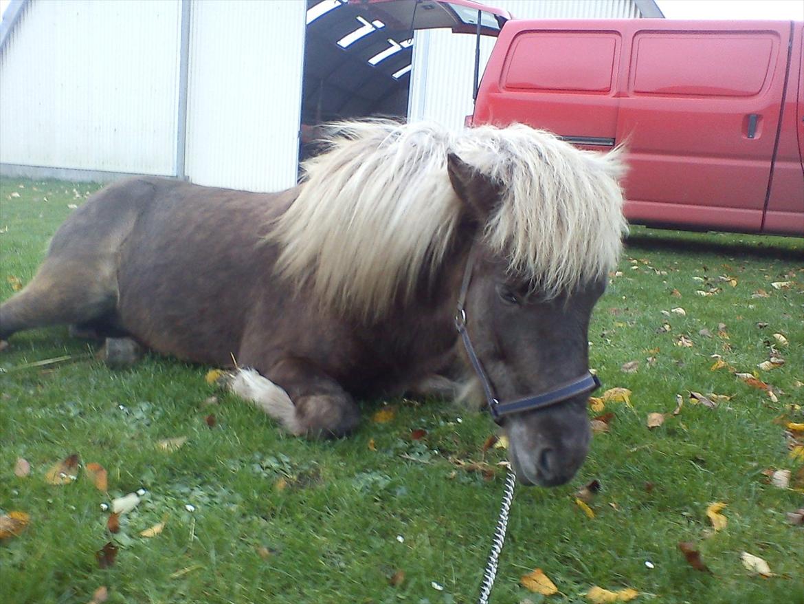 Islænder Askur fra Kapelhus SOLGT - Lige efter kastration billede 9