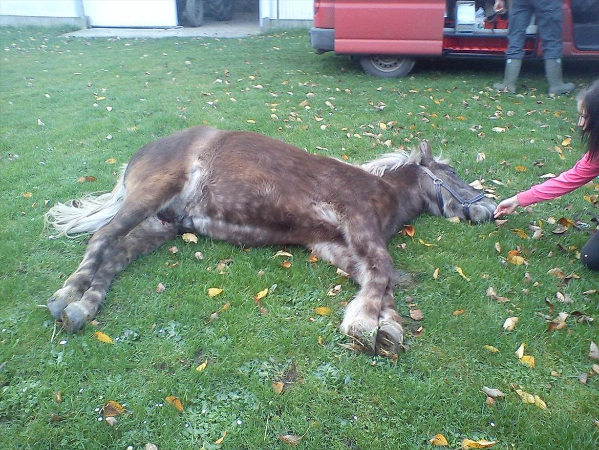 Islænder Askur fra Kapelhus SOLGT - Lige efter kastration  billede 10