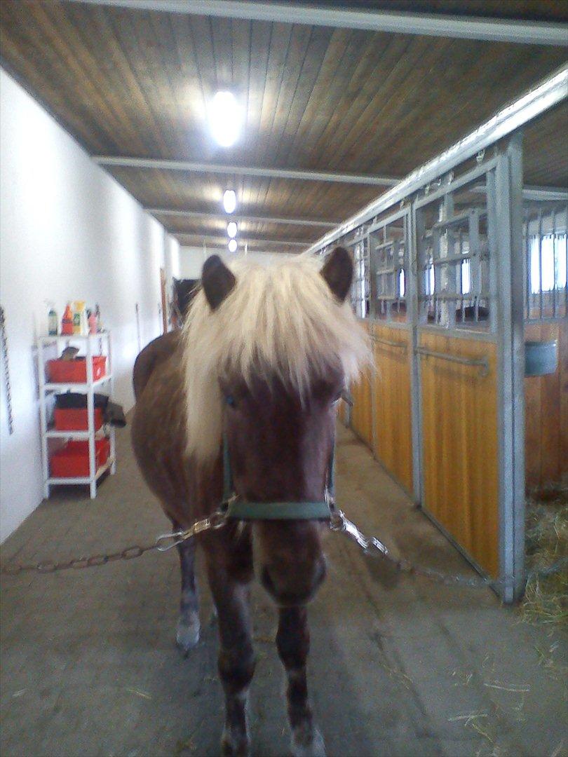 Islænder Askur fra Kapelhus SOLGT billede 11