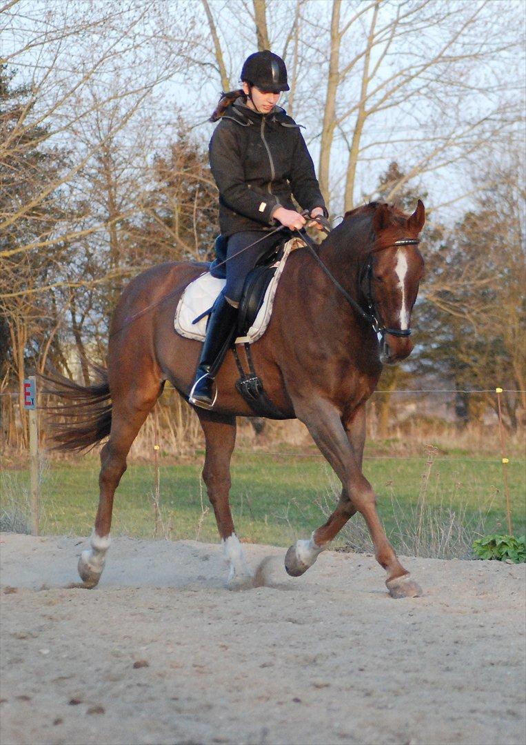 Dansk Varmblod Mister himmel hest billede 11