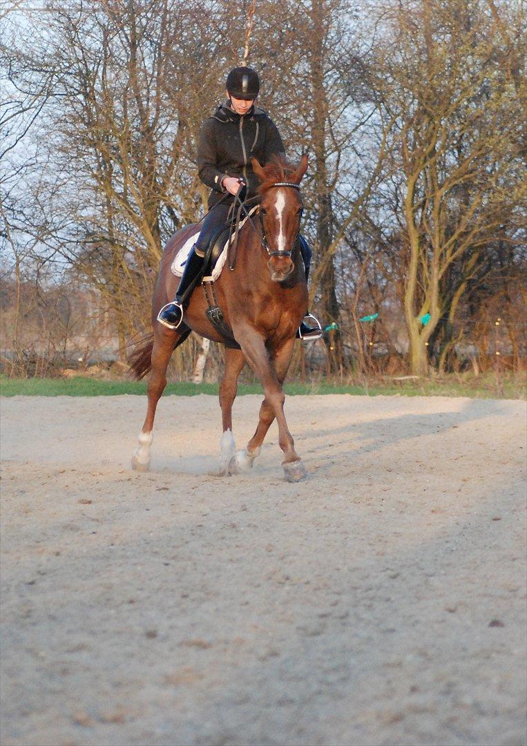 Dansk Varmblod Mister himmel hest billede 12