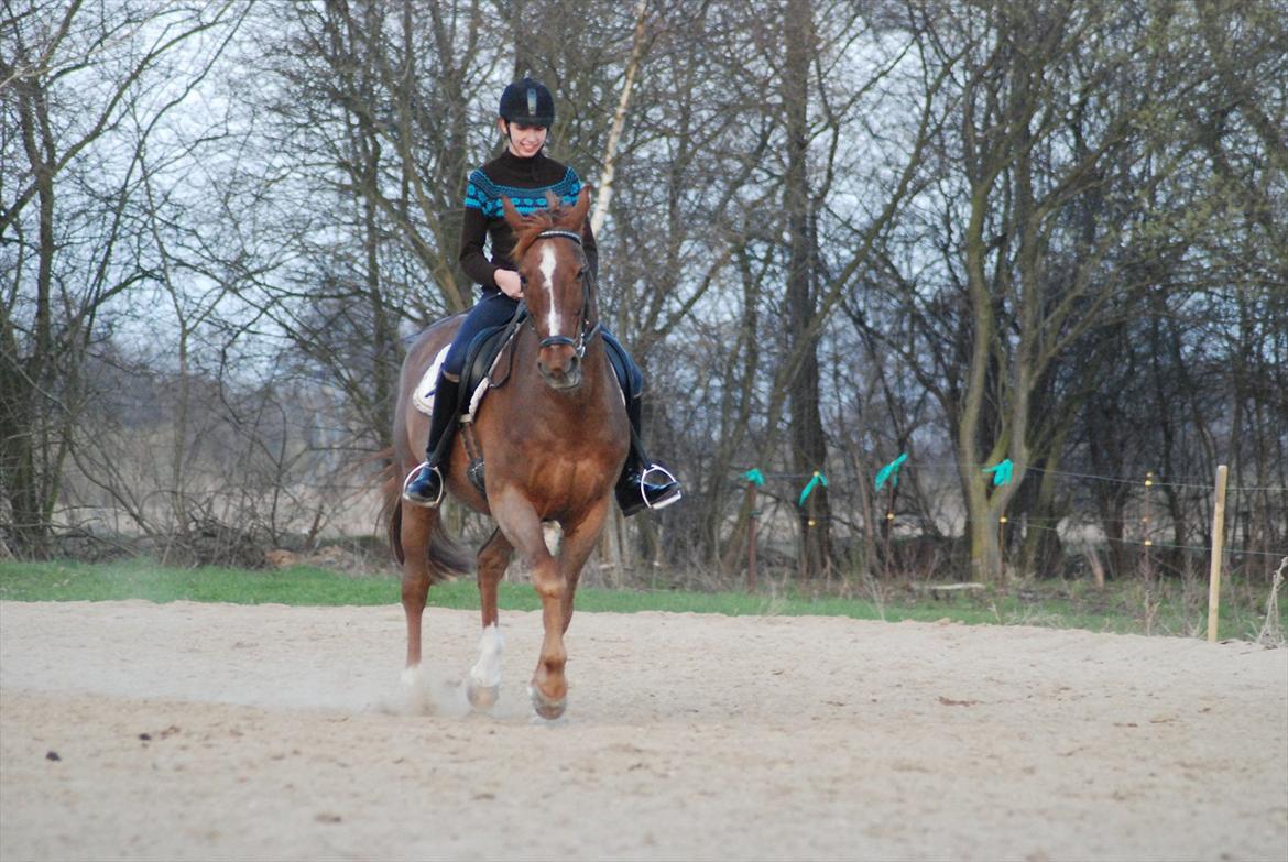 Dansk Varmblod Mister himmel hest billede 13