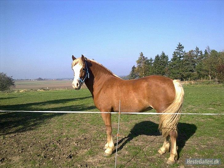 Welsh Cob (sec D) Roxette Royal billede 25