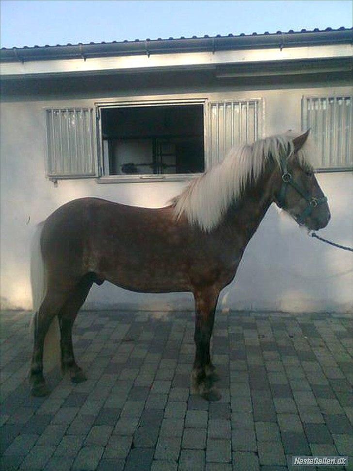 Islænder Askur fra Kapelhus SOLGT billede 12