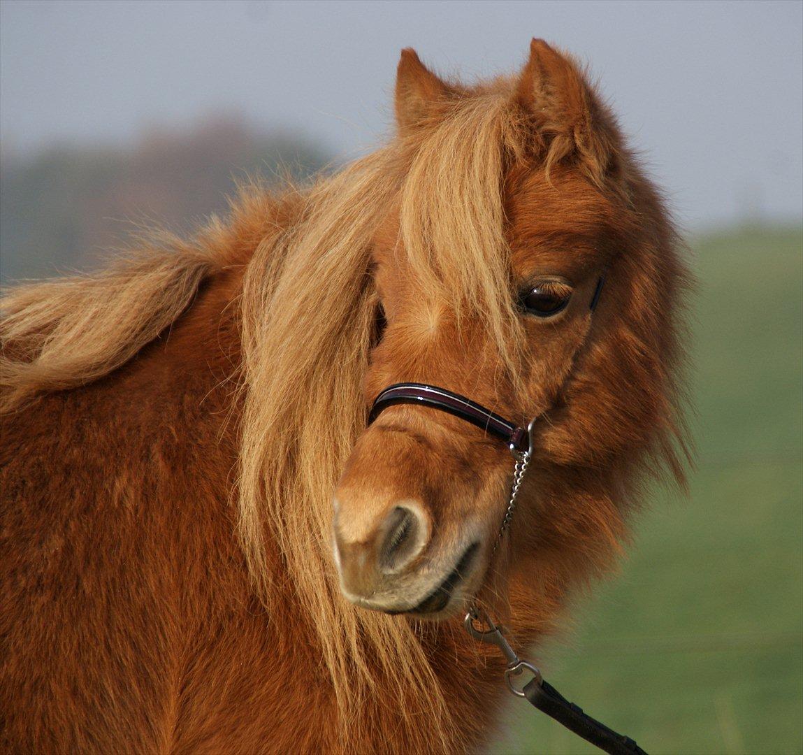 Dansk Miniature Olympias Darling Delaila - D. 5 nov. 2011 - Smukke Delaila :) Foto: Jette Bomholdt billede 19