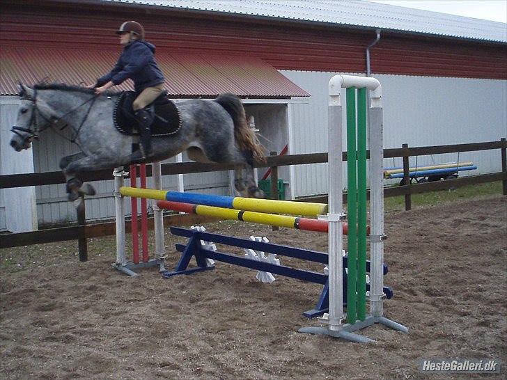 Anden særlig race Aziz sabah, mistet, savnet, elsket!  - wiii vi flyver, du er dygtig smukke! 
foto: Safia billede 14