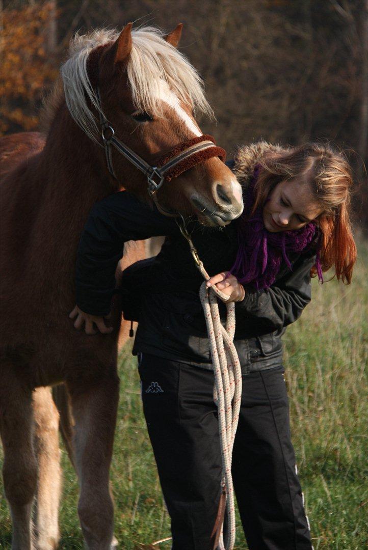 Islænder Diva [SOLGT] - Ros til pigen for at stå stille :-) billede 5