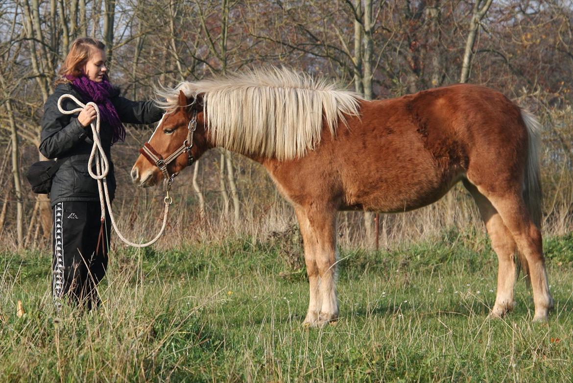 Islænder Diva [SOLGT] - Ros for at komme :-) billede 6