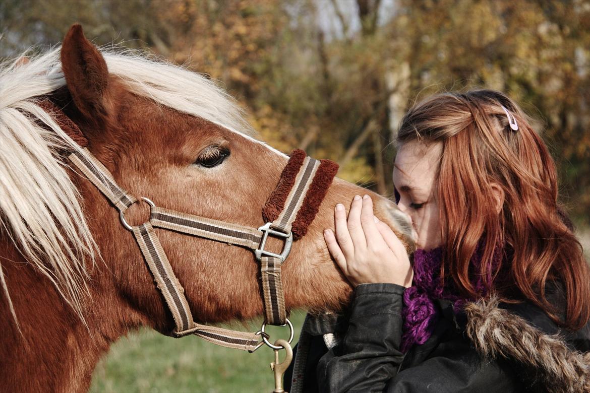 Islænder Diva [SOLGT] - Nusseri.. :-D billede 8