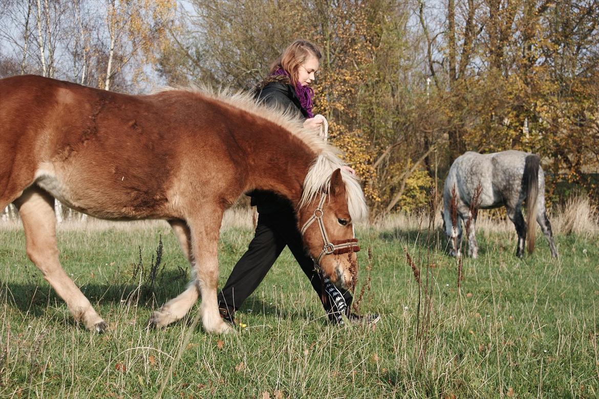Islænder Diva [SOLGT] - Øver at følges uden at bryde det personlige rum og følge mig :3 billede 10