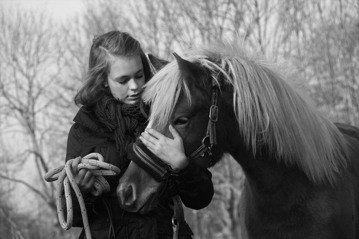 Islænder Diva [SOLGT] - Der hygges ;) billede 15