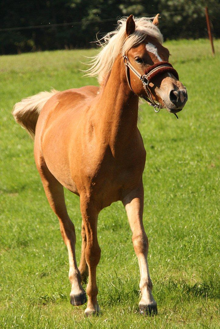 Islænder Diva [SOLGT] - Og en lækker flyvende trav! ;) Foto: KT(mig) billede 16