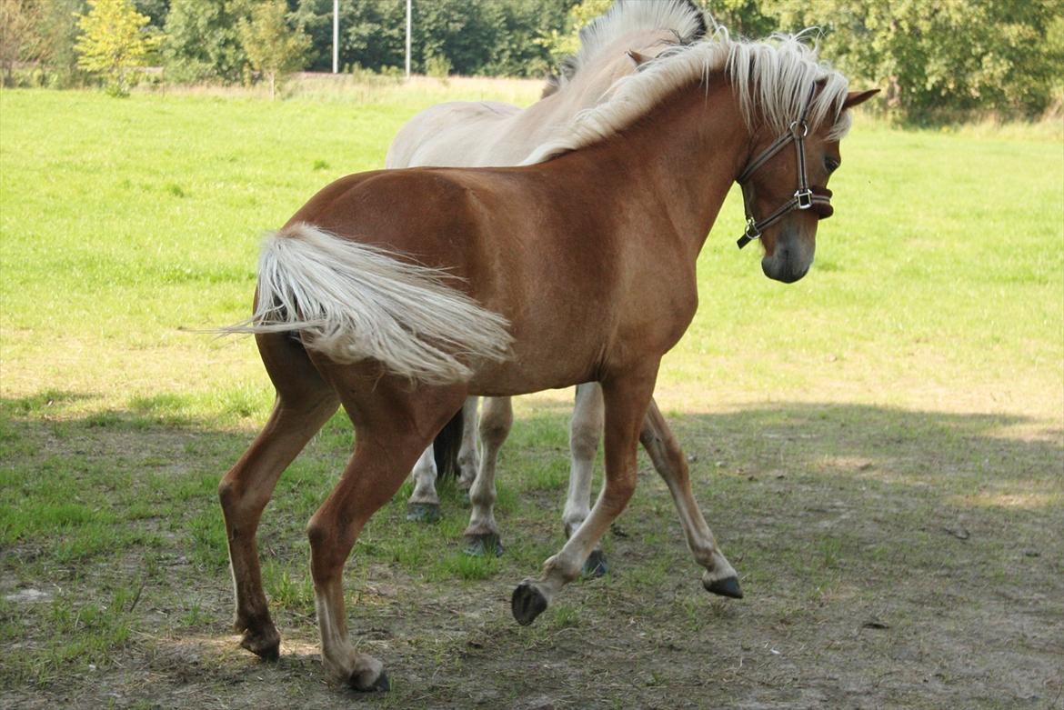 Islænder Diva [SOLGT] - Og vise sig over for den ene vallak kan hun også :-D Foto: KT(mig) billede 17