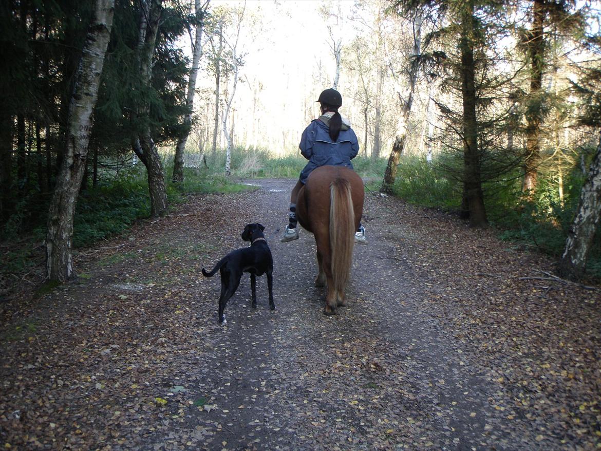 Islænder BLOSSI FLINTERUP - Vi ses igen :D
2011 billede 20