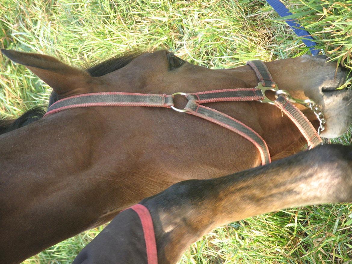 Dansk Varmblod Svanegårdens Florencia billede 15