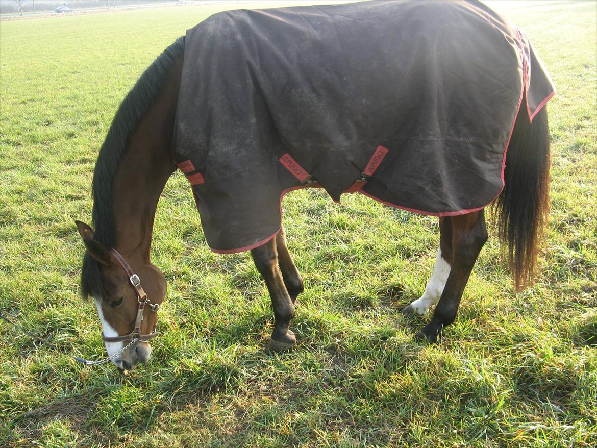 Dansk Varmblod Svanegårdens Florencia billede 1