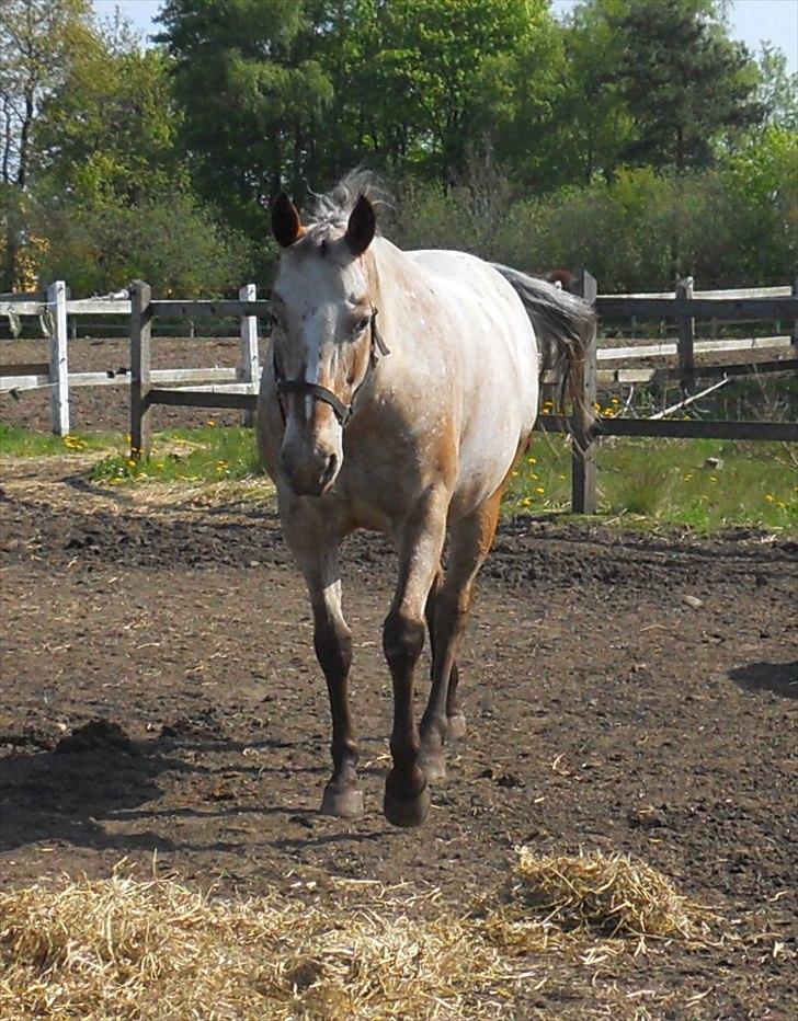 Appaloosa Eponas Brite Dream billede 1