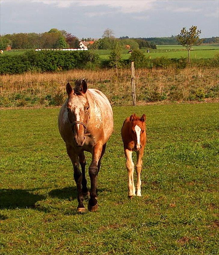 Appaloosa Eponas Brite Dream billede 2