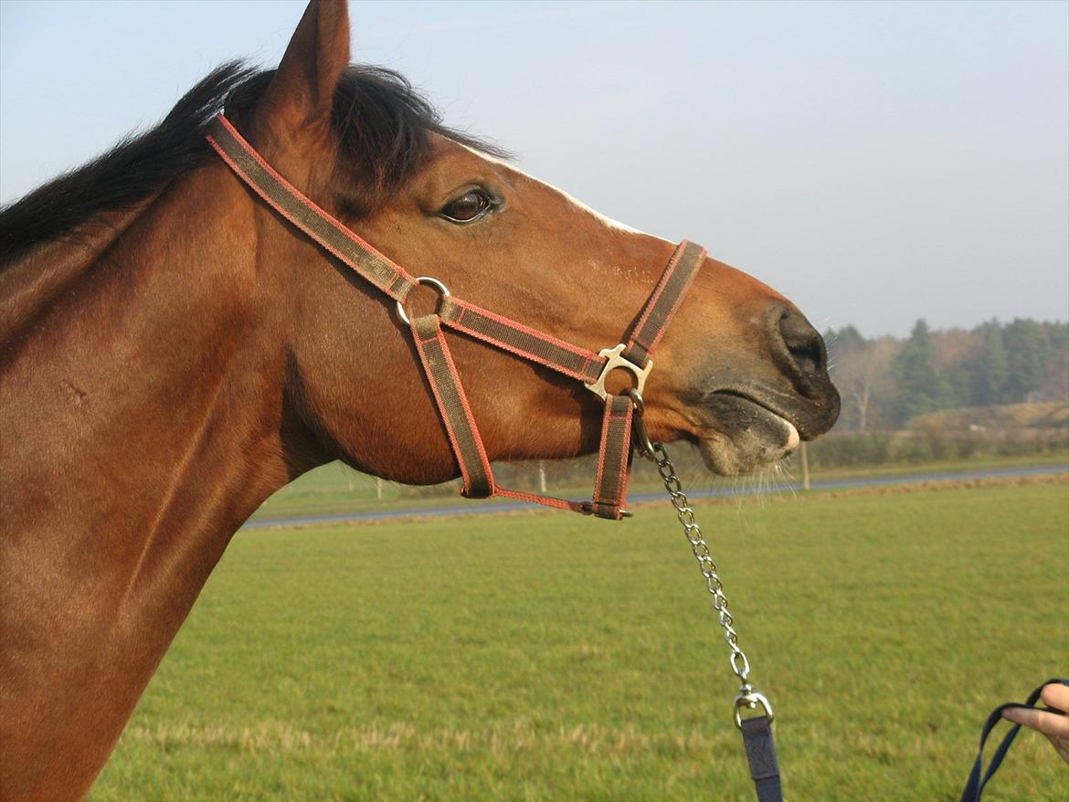 Dansk Varmblod Svanegårdens Florencia billede 16