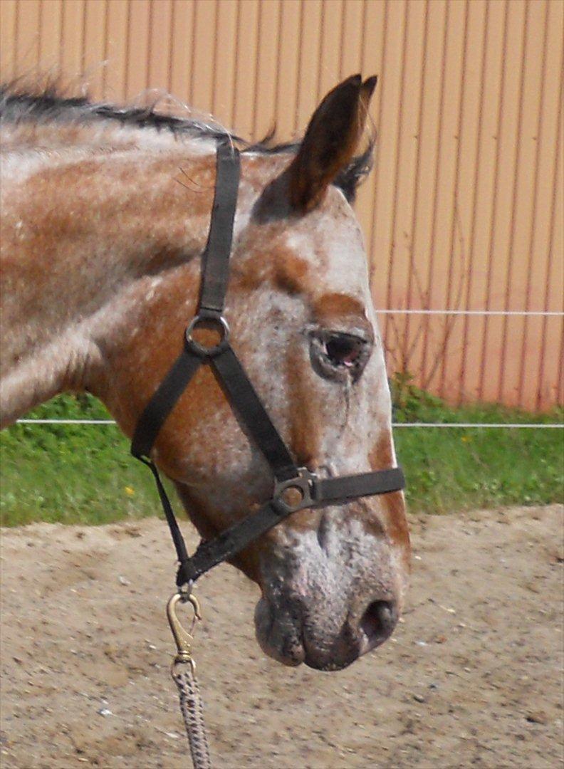 Appaloosa Eponas Brite Dream billede 3