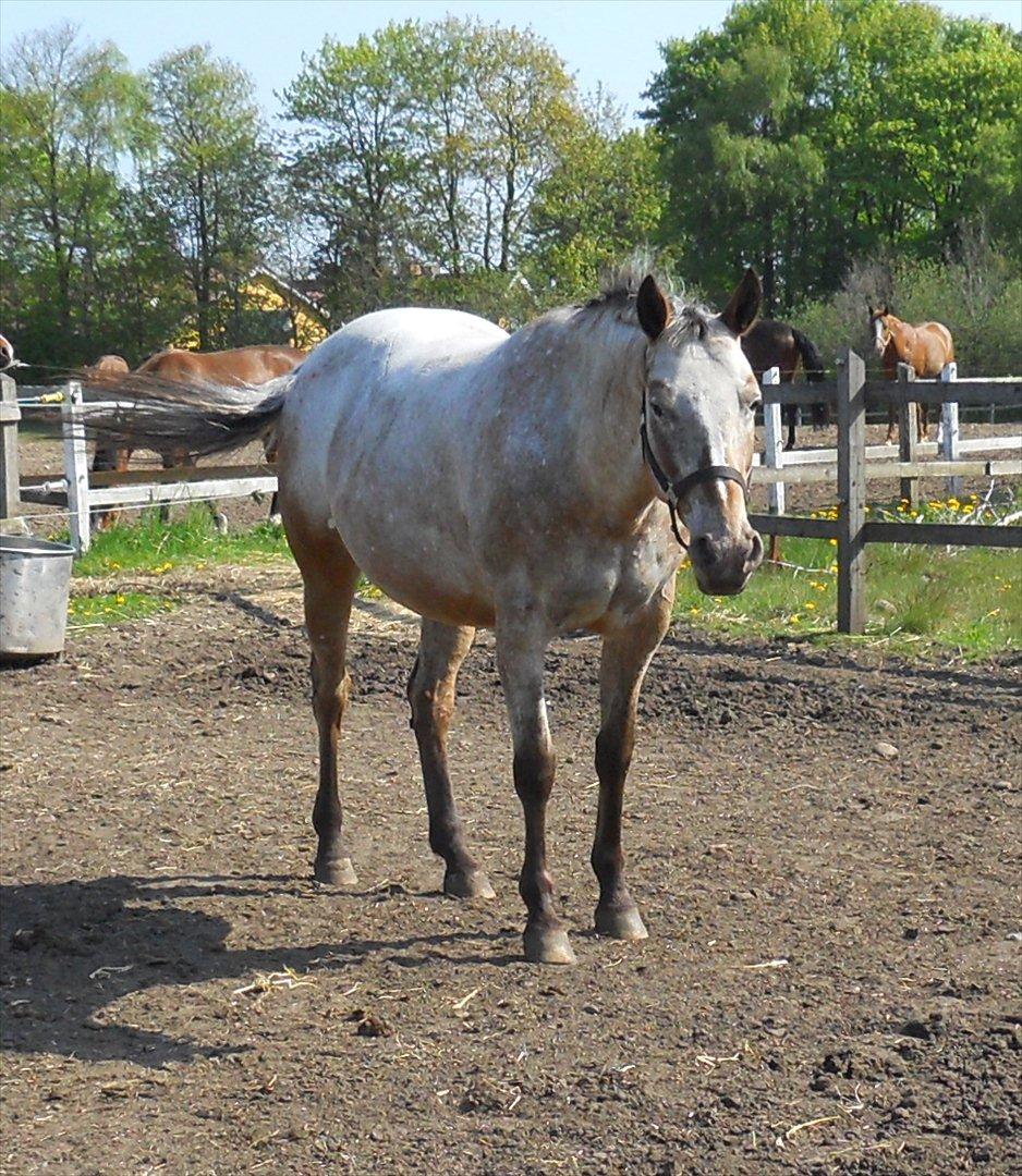 Appaloosa Eponas Brite Dream billede 4