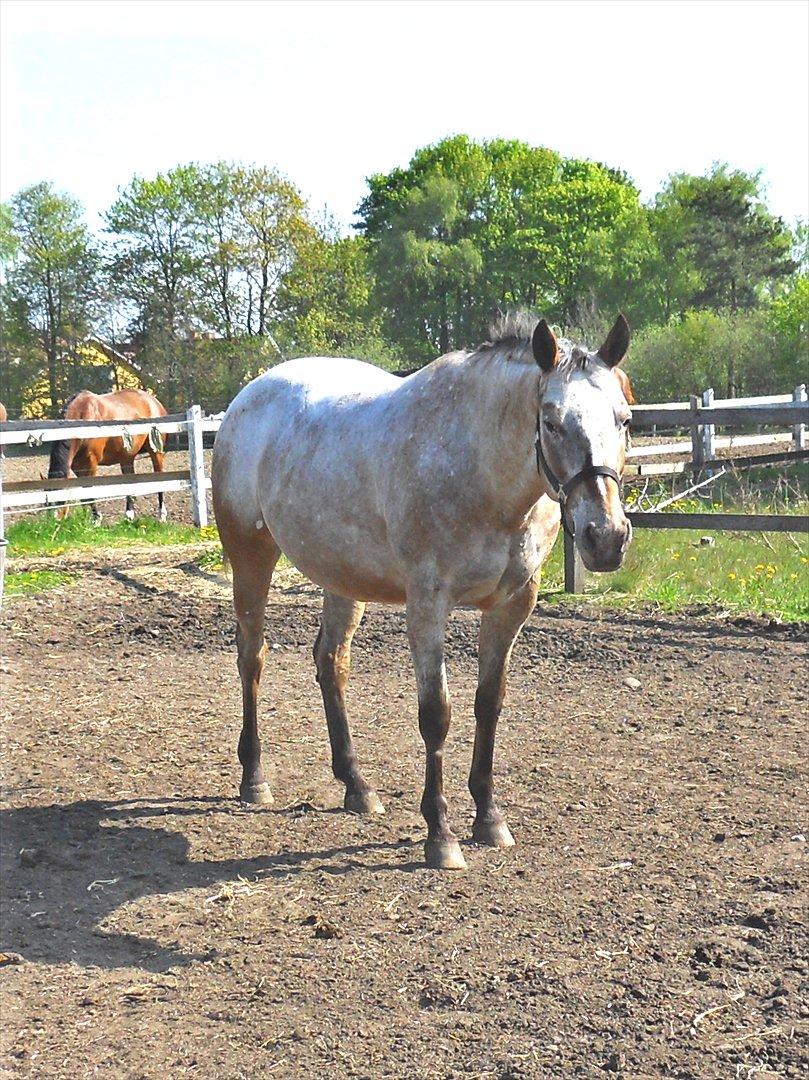 Appaloosa Eponas Brite Dream billede 5