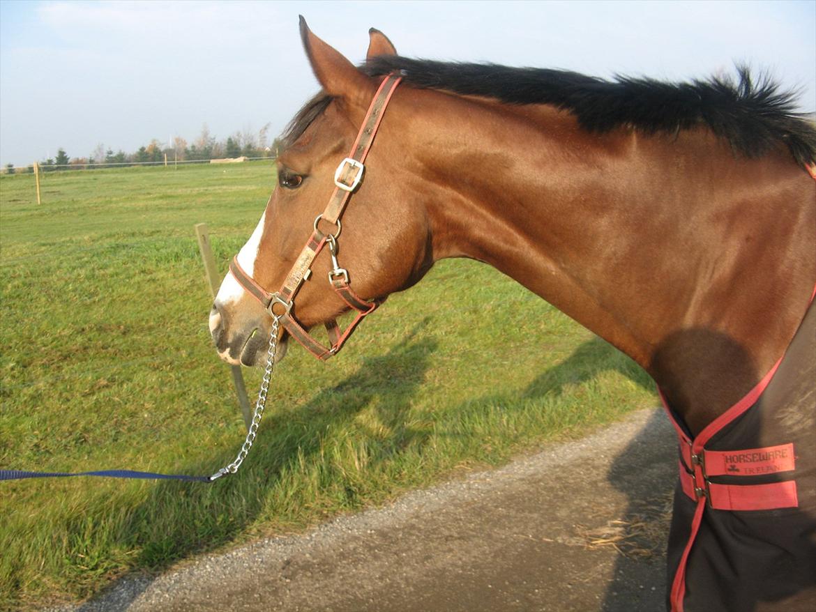Dansk Varmblod Svanegårdens Florencia billede 17