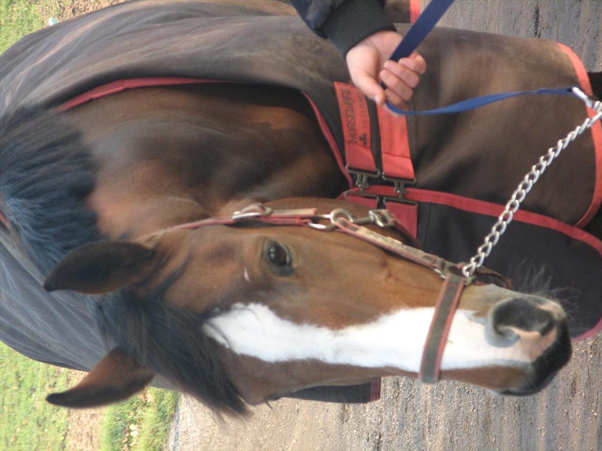 Dansk Varmblod Svanegårdens Florencia billede 18