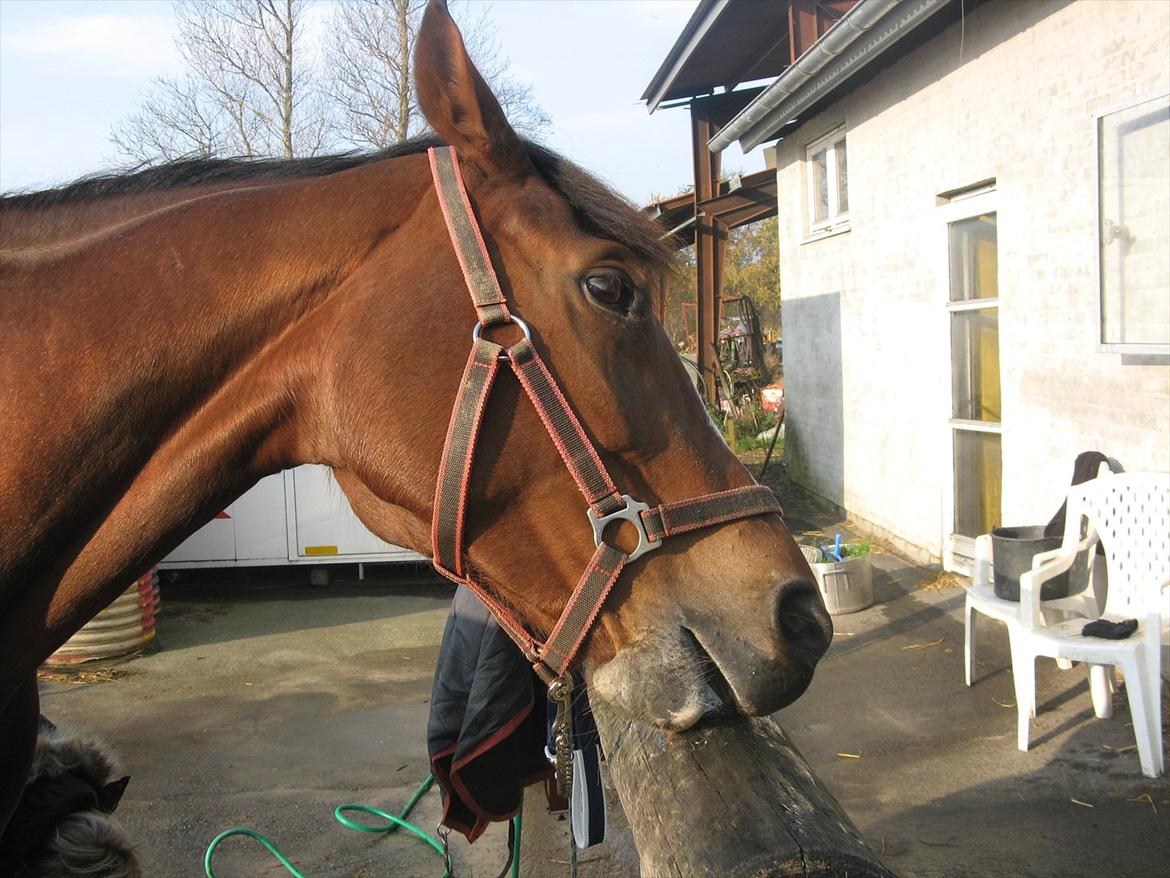 Dansk Varmblod Svanegårdens Florencia billede 19