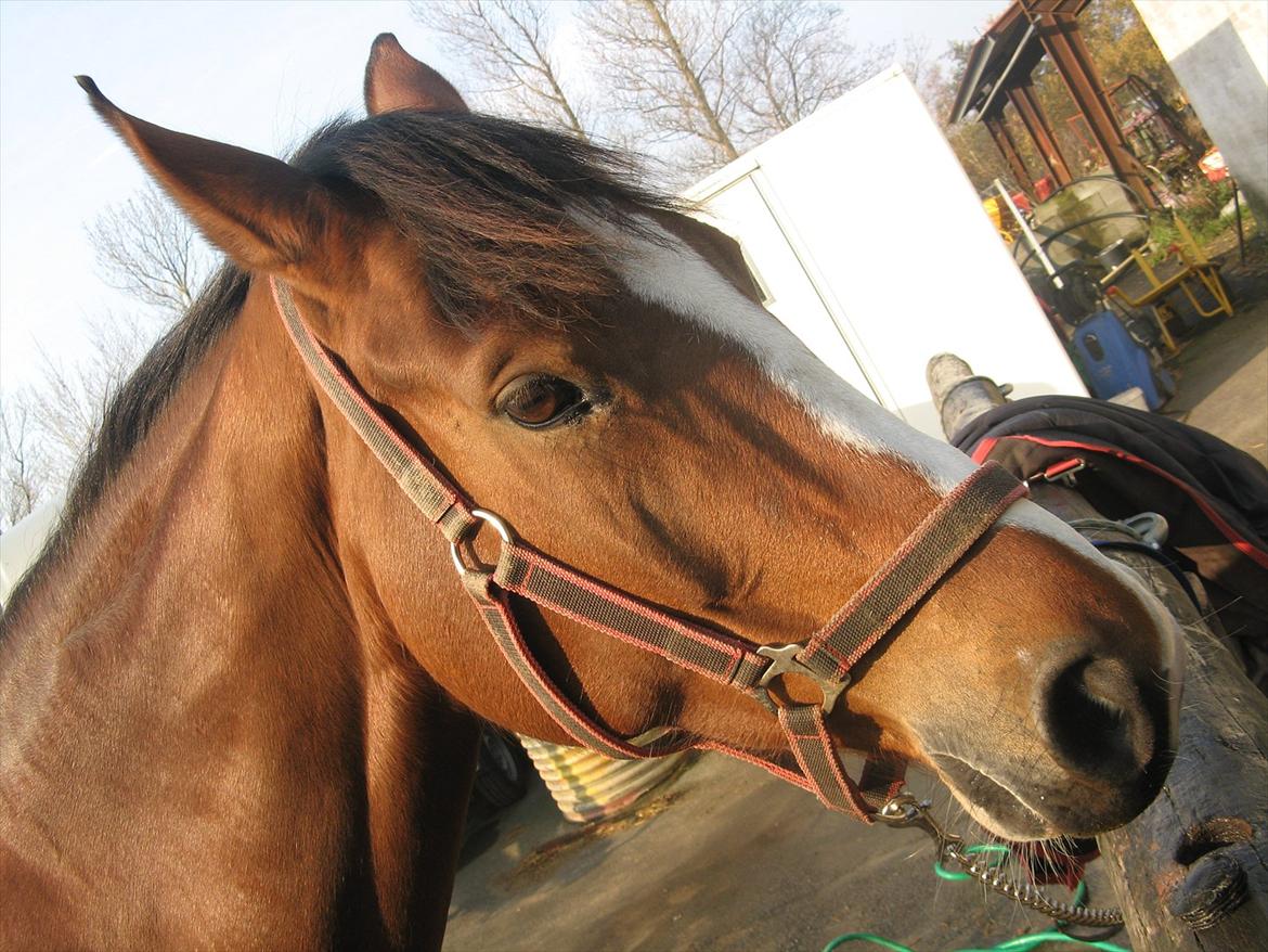 Dansk Varmblod Svanegårdens Florencia billede 20