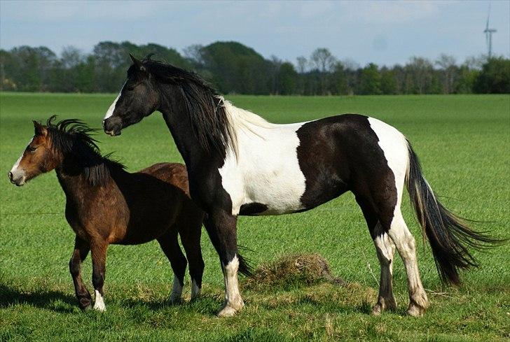 Barockpinto Jimbalaya af Bjørholm - Maj 11, Noget har fanget hendes opmærksomhed, jeg synes det har givet et godt opstillingsbillede (fotograf: Helena Jørgensen) billede 13